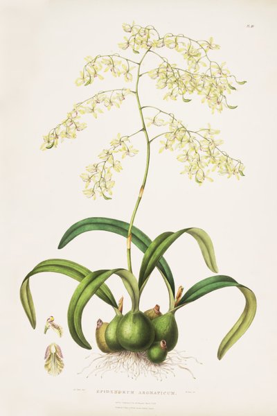 Illustration of Encyclia incumbens by Miss Drake